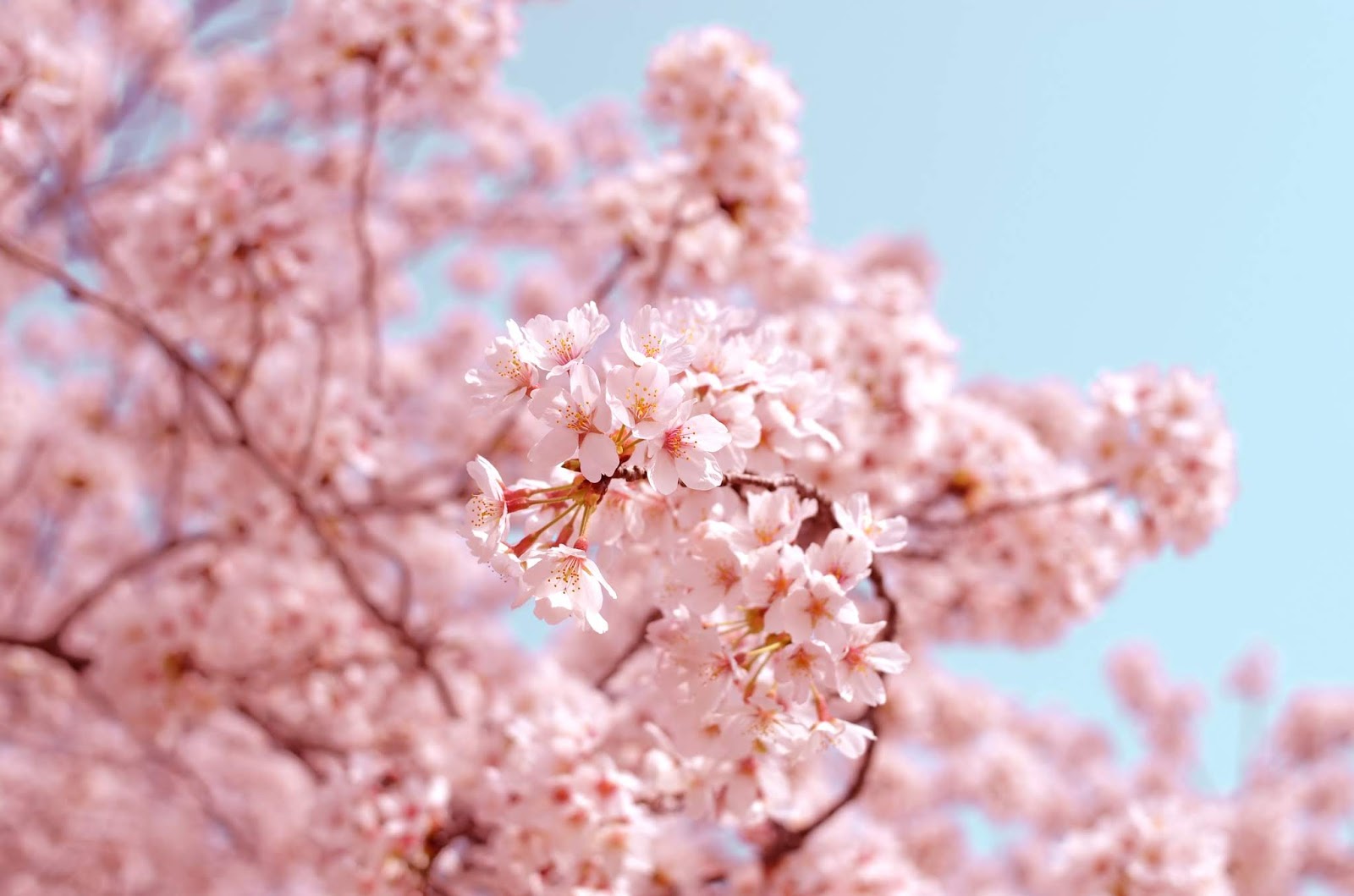 Árbol de Sakura (Cerezo Japonés) Árbol de Sakura (Cerezo Japonés)