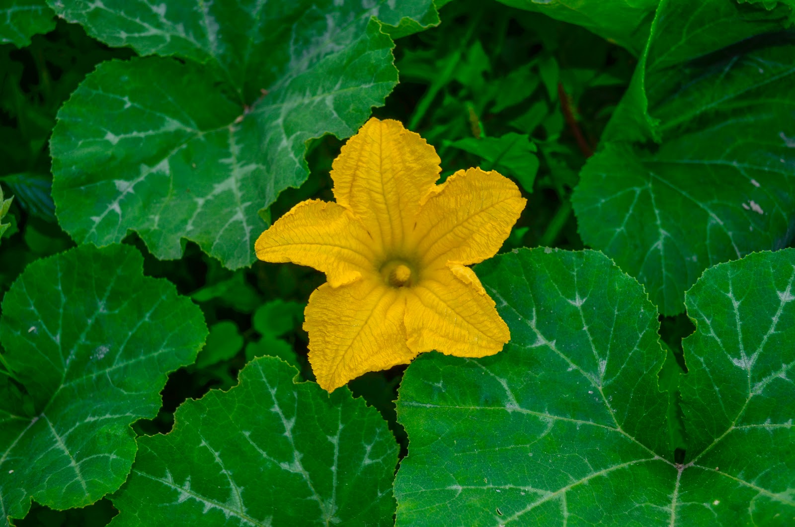 pumpkin-source-of-vitality-and-health-macedonia-nature