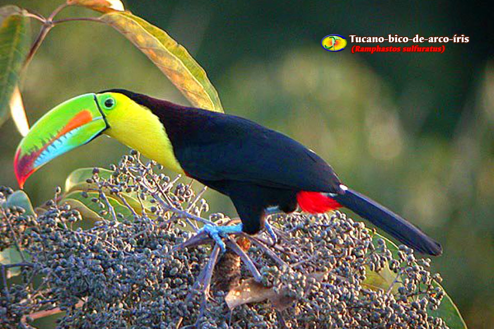 Zoologia Tucanobicodearcoíris (Ramphastos sulfuratus) Zoologia Tucanobicodearcoíris (Ramphastos sulfuratus)