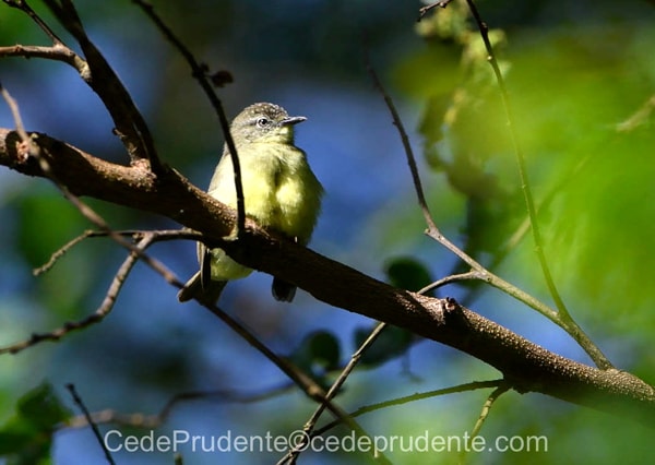 Bornean Ibon Crocker Range Crocker Range Bornean Ibon