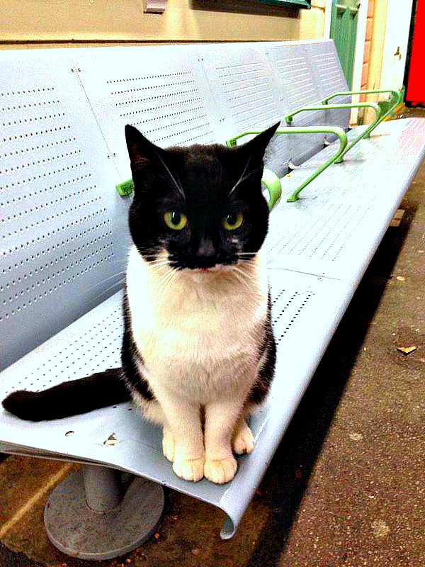 train station cat london england