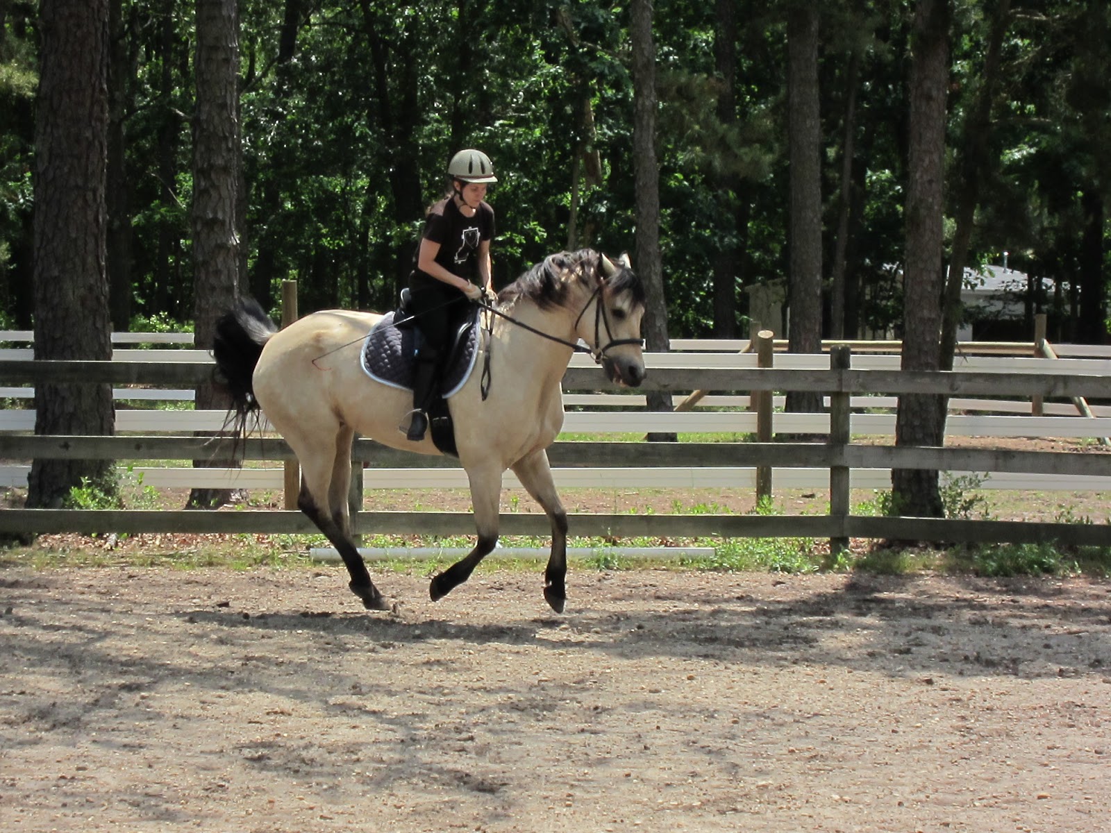 Memoirs of a Horse Girl Memoirs A Girl and Her Horse, Six Years