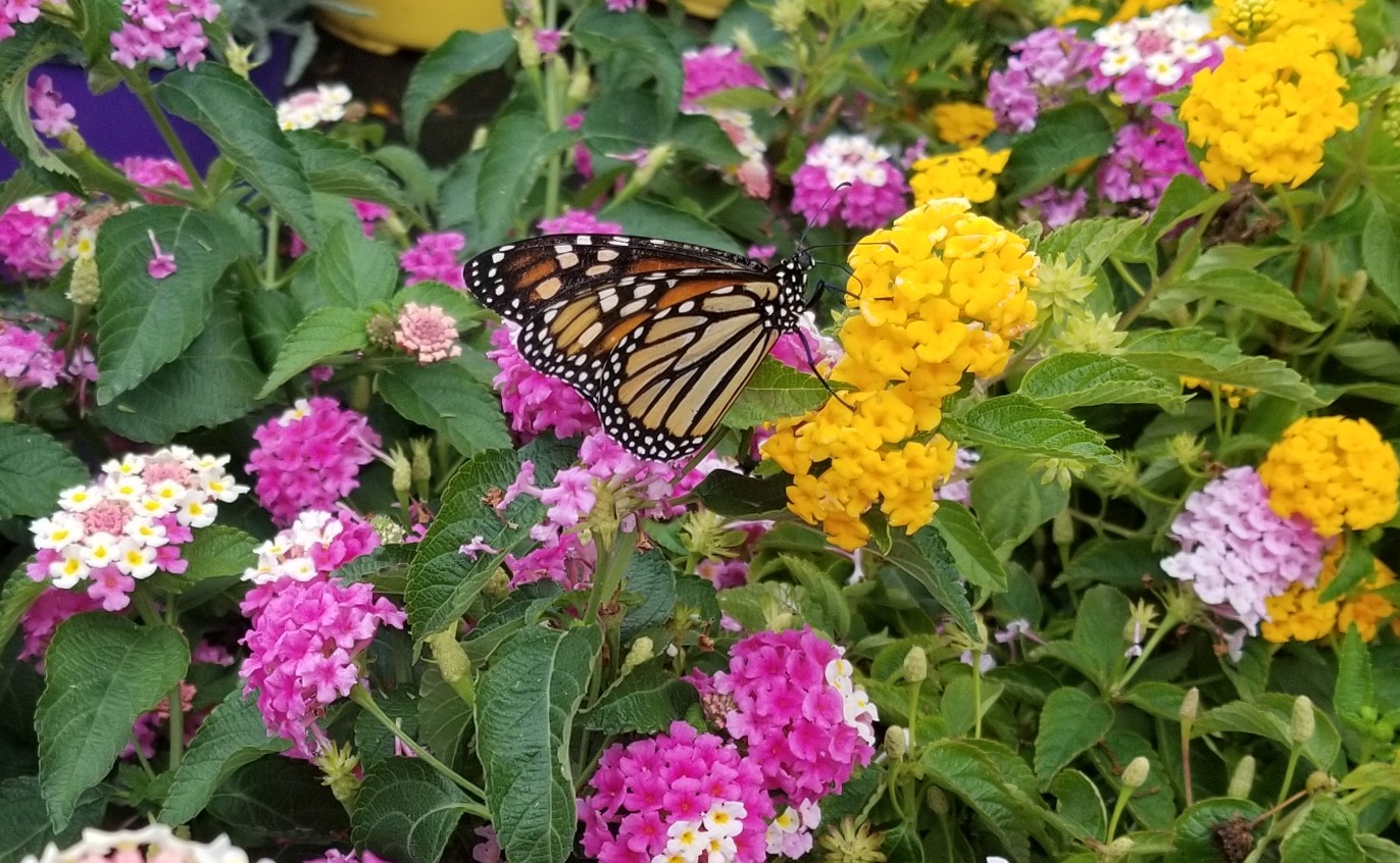 The 2 Minute Gardener Photo Butterfly on Lantana