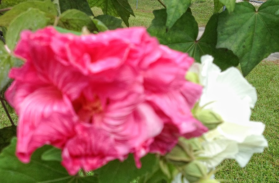 First Coast Photography LLC THE LEGEND OF THE CONFEDERATE ROSE