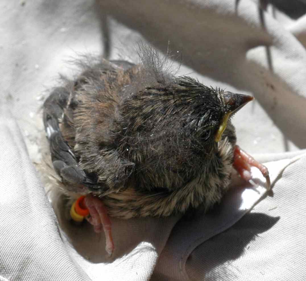 Bird In Everything: Feeding Baby Wild Birds