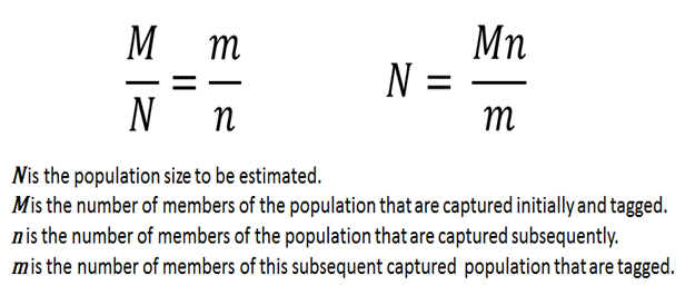 What is the capture-recapture method?