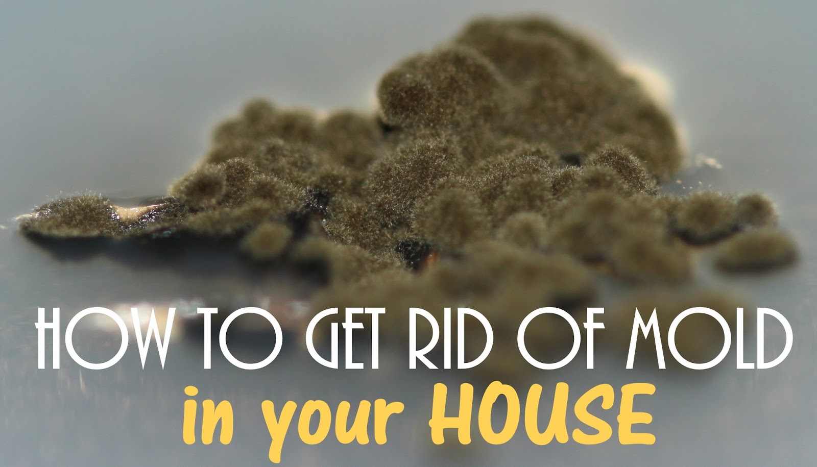 Life's Perception & Inspiration Removing Fungus that Can Harm Your Family