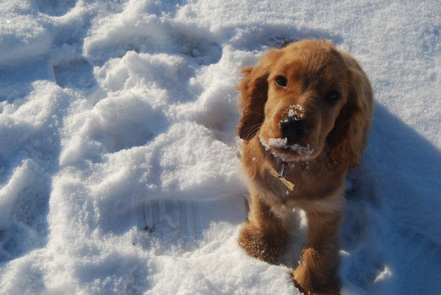Cocker spaniel puppy in the snow
