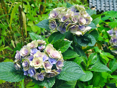 Pastel purple and yellow hydrangea at the Garden of Morning Calm South Korea
