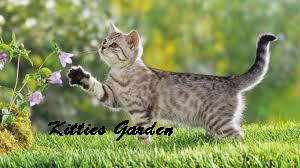 Kitties Garden 