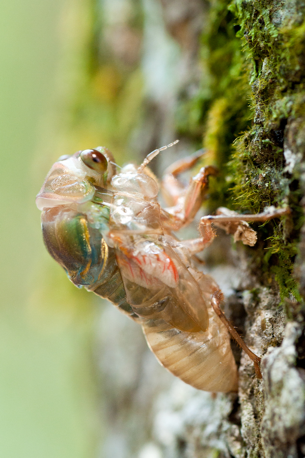 Within the Chronicles' Frame Cicada Molting Process