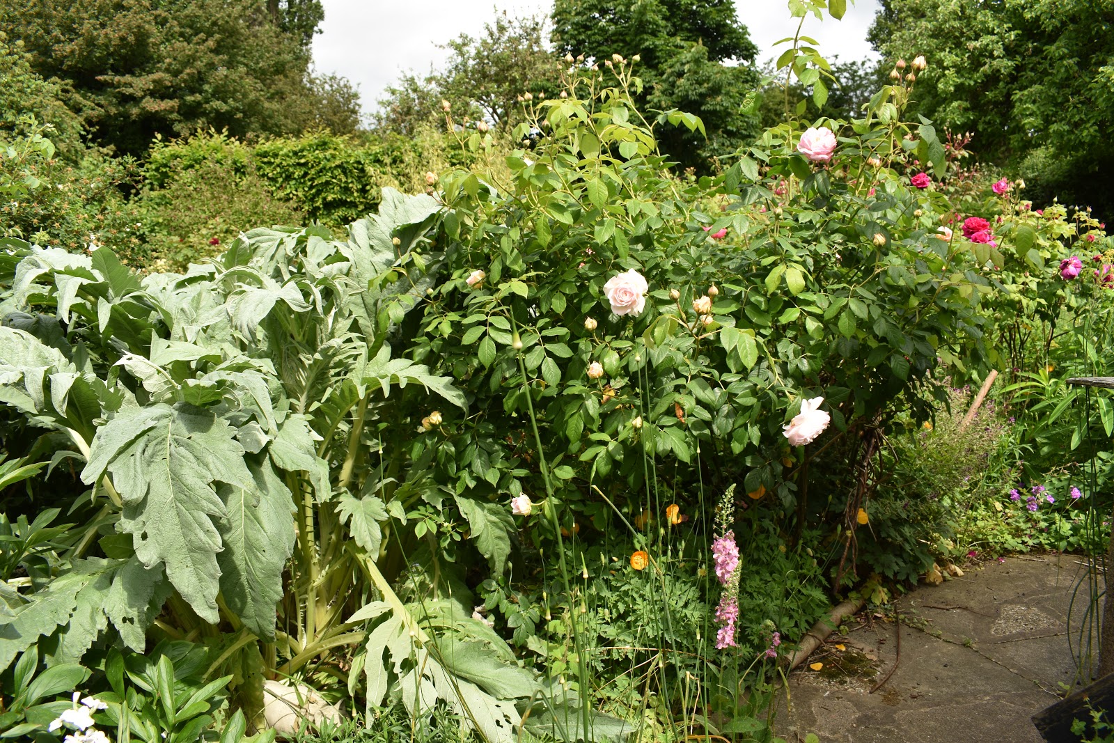 Rhododendron Flammeum Oconee Azalea Care And Culture
