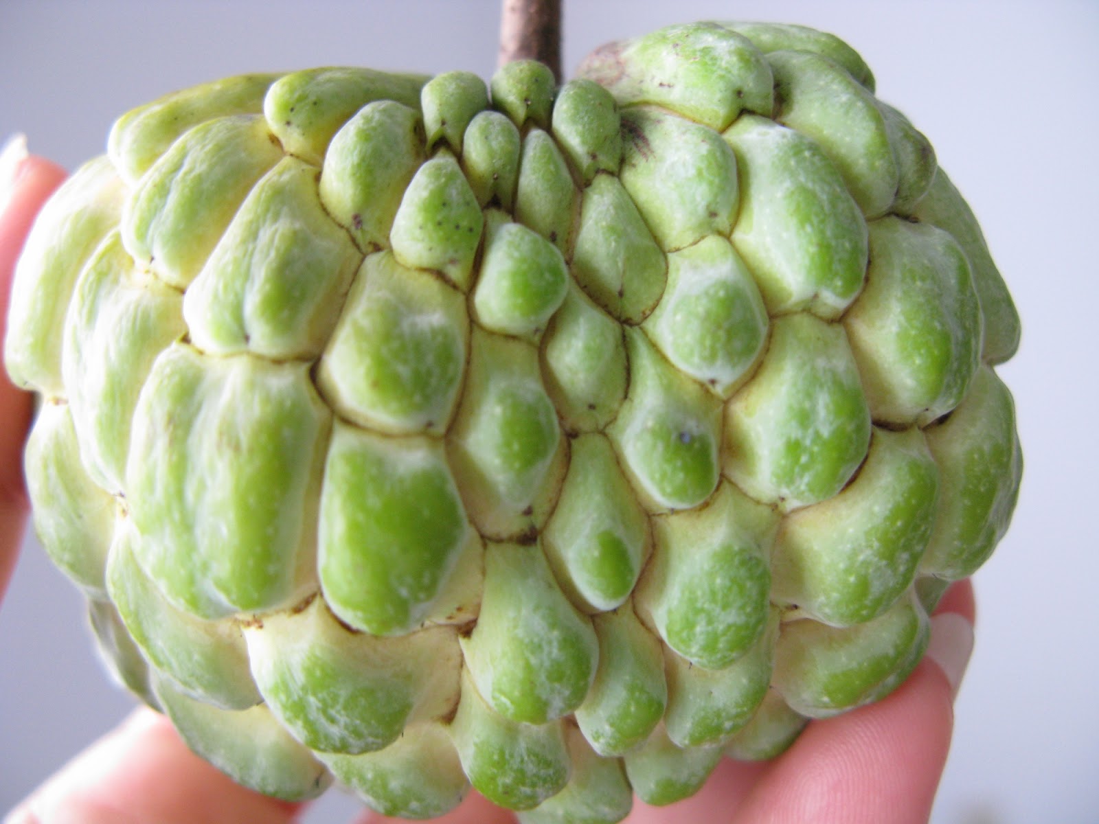 My Yard Journal: Eating My First Sugar Apple from my Own Tree