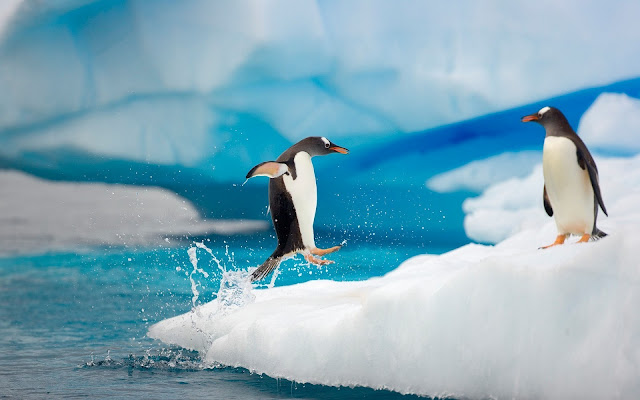 Funny photo with a penguin running and jumping on ice