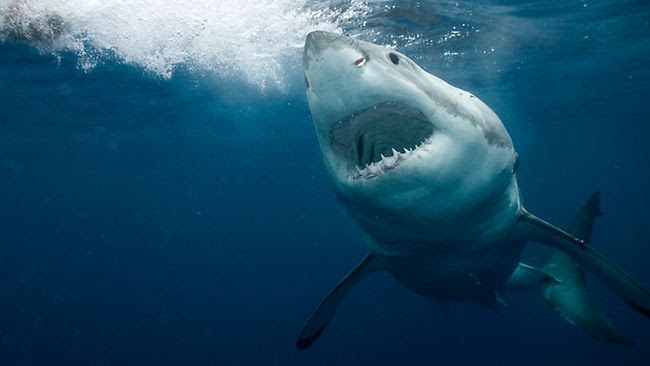 CAN DOLPHINS KILL SHARKS? The Garden of Eaden