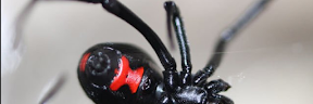 Gigitan Laba-laba Black Widow