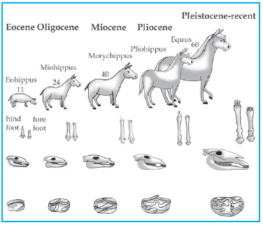 Evolusi kuda