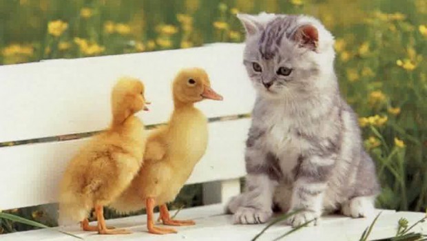 Hikayat Pemimpin Tak Lagi Terlihat Seperti Singa Melainkan Seekor Kucing