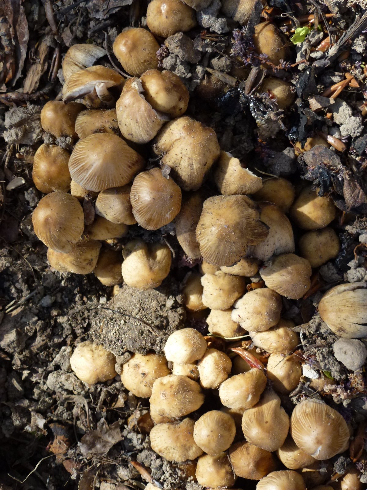 The Memory Thread Know anything about mushrooms???