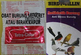 Obat Mencret Untuk Burung