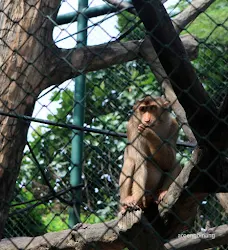 monyet kebun binatang ragunan jakarta
