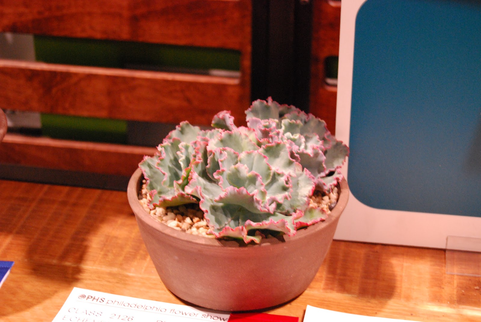 Brooklyn Garden Girl: Aeonium and Echeveria