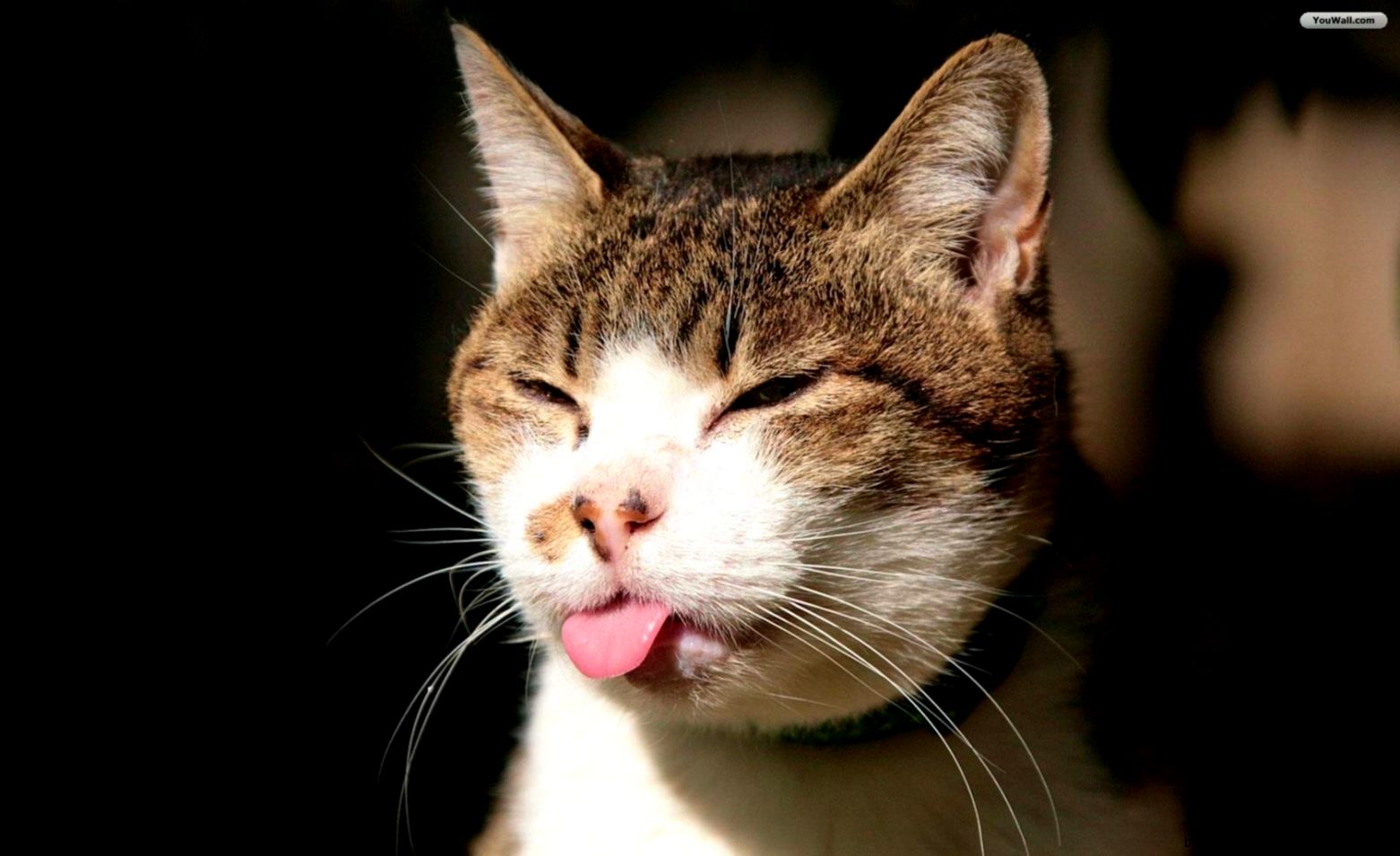 YouWall   Funny cat Wallpaper   wallpaperwallpapersfree