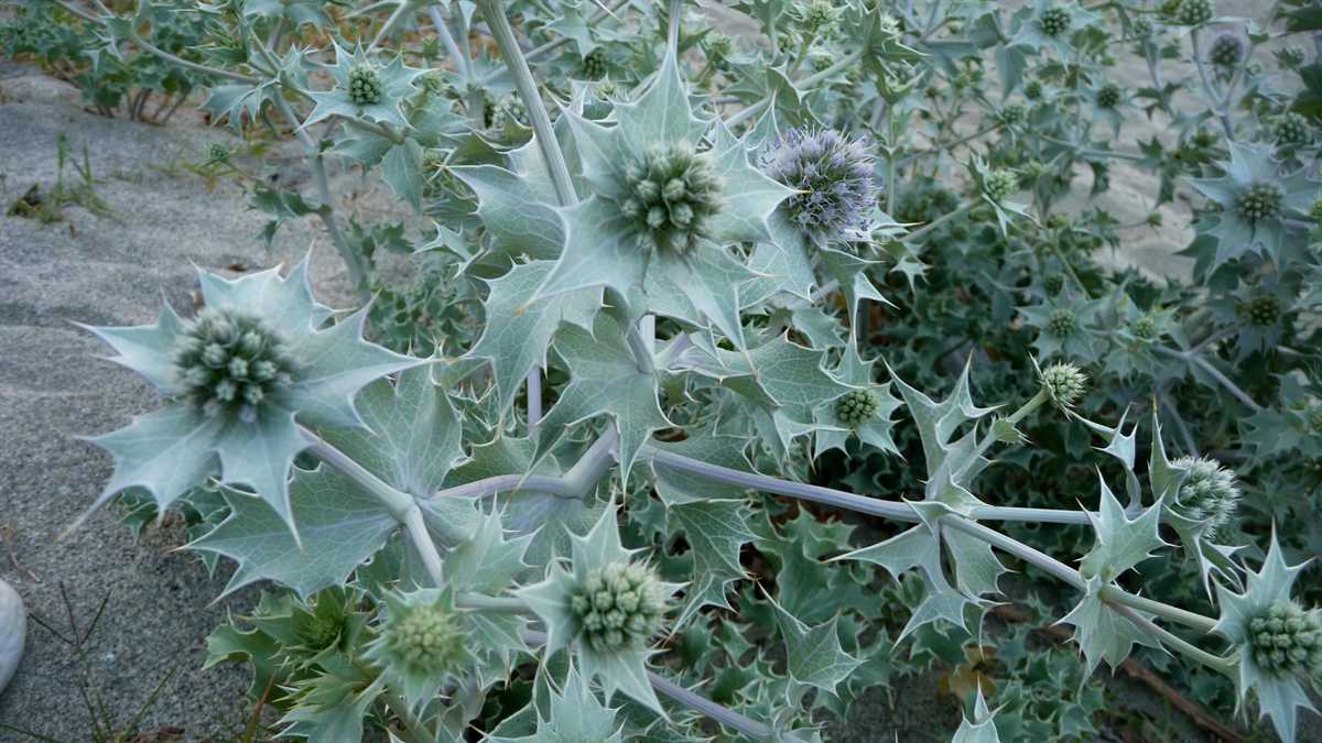 r o b i n 's y a r d Eryngium maritimum
