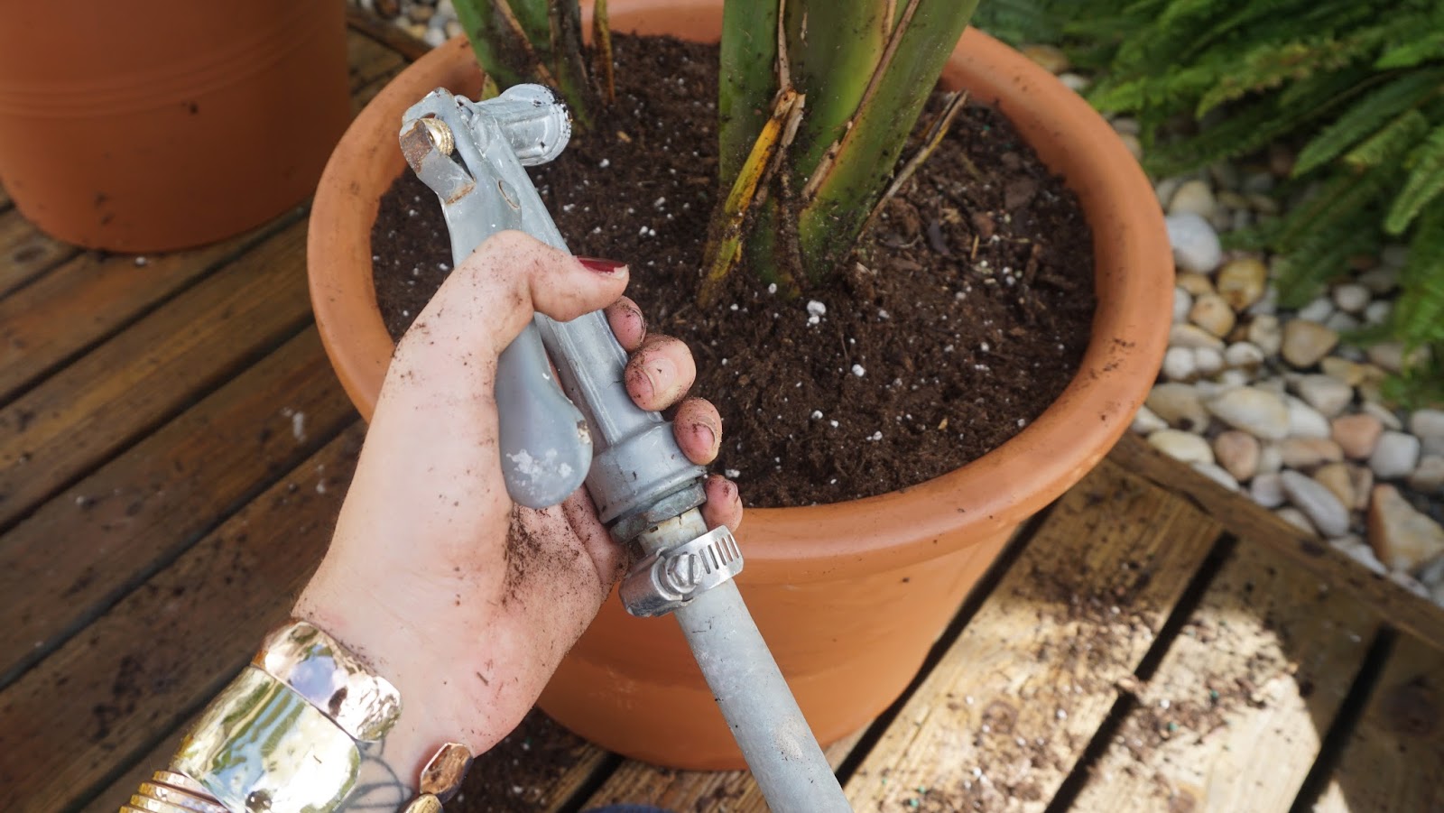 Lorraine Stanick How to Pot A Plant