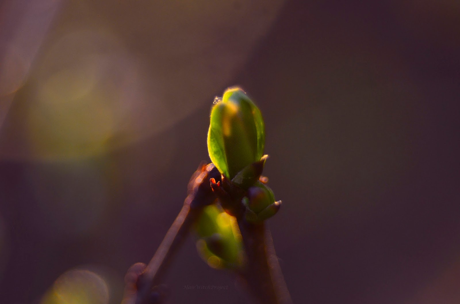 fotogafia | wiosna | makro | kwiaty