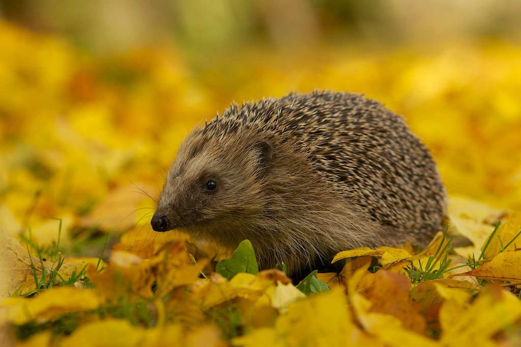 British Wildlife Centre Keeper's Blog Hibernation and Winter Talks