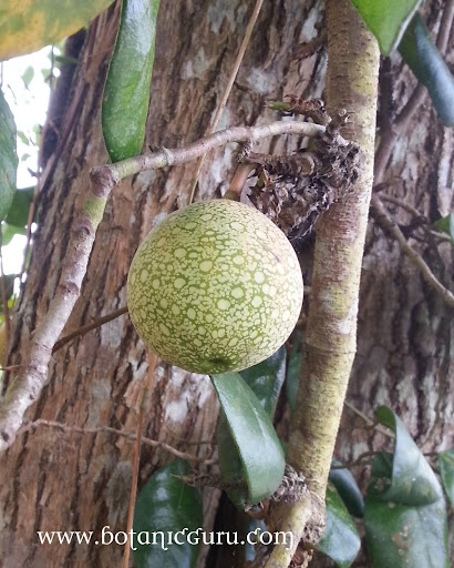 Ficus punctata, Climbing Fig