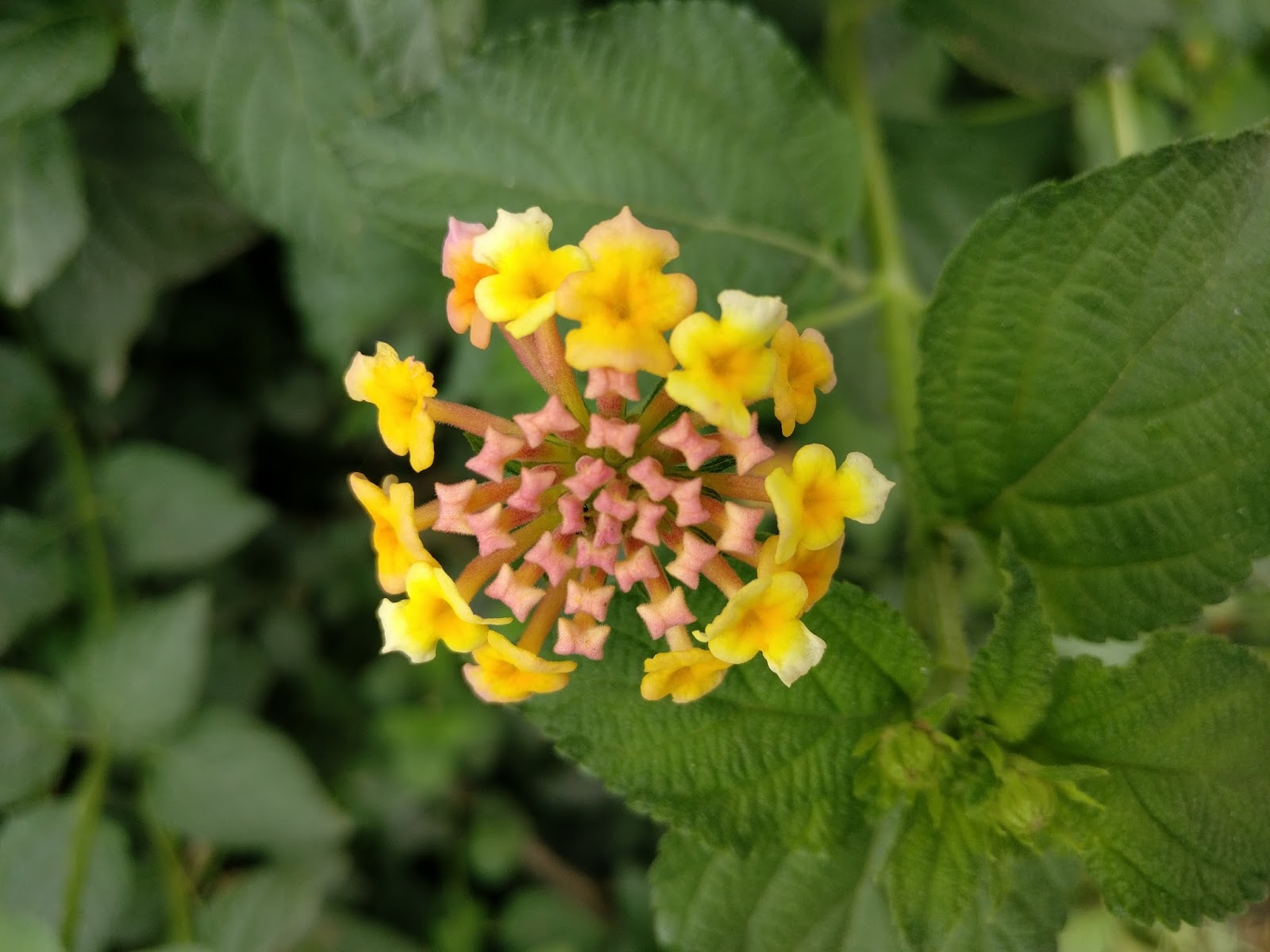 Common Flowers Found in Nepal