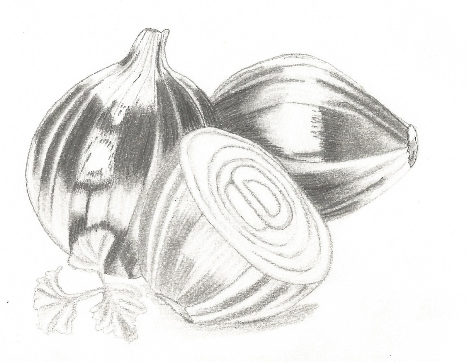 Studio 320 West Pencil Drawing Onions