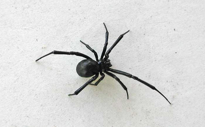 download free dreaming of spiders download free dreaming of spiders