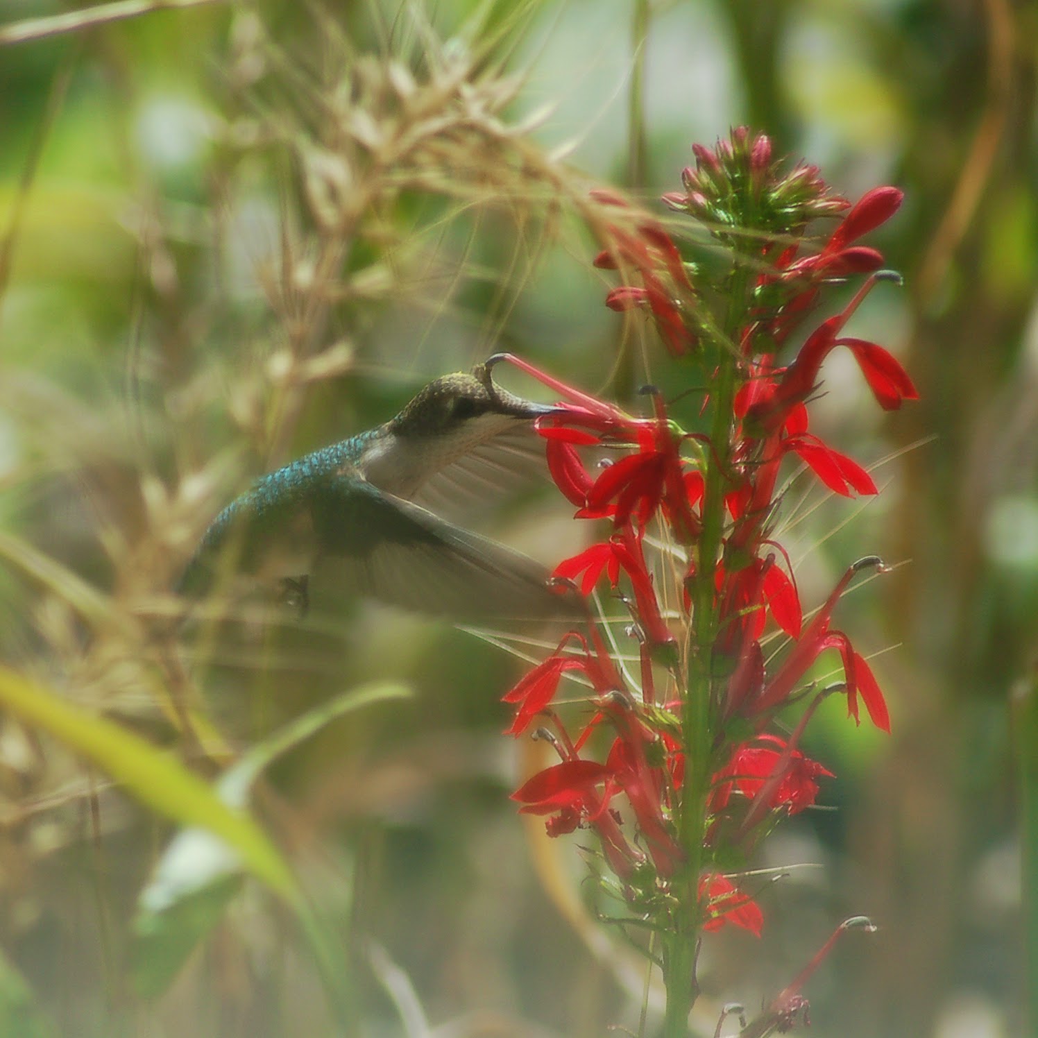 The Ripple Effect Cardinal Flower Nectar for Hummingbirds or a Tonic