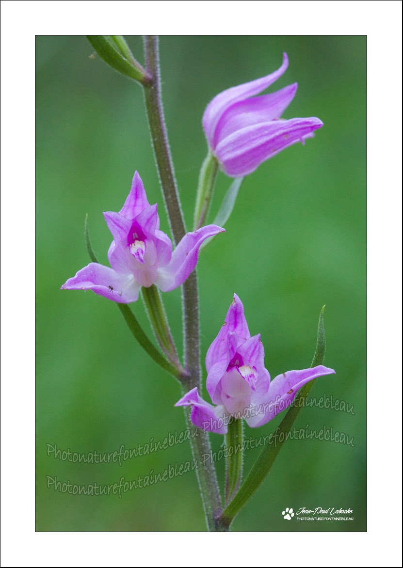 Resultat De Recherche D Images Pour Fleur Amour Eternel