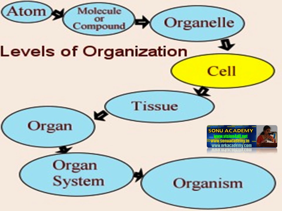 SONU ACADEMY CELLS ORGANIZE TO FORM TISSUESTEXT