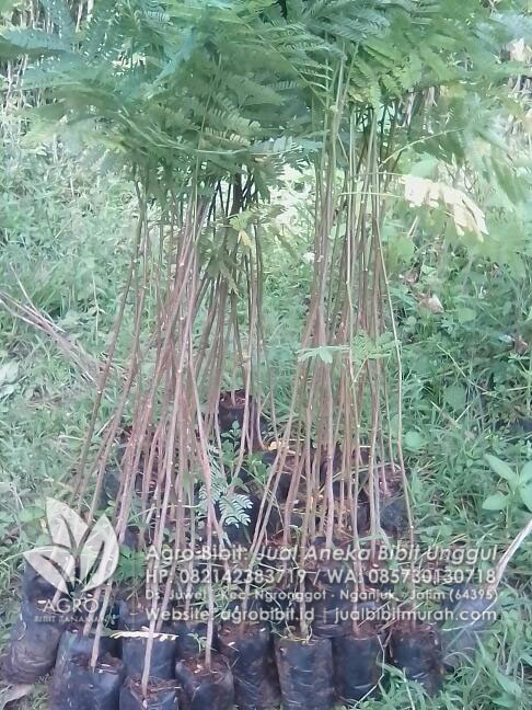 paket bibit sengon solomon ke mojokerto jual bibit murah paket bibit sengon solomon ke mojokerto jual bibit murah