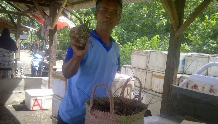 Penangkapan Lobster Dibatasi Nelayan di Jembrana Resah