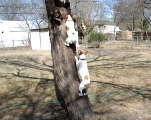 Video : 木登り犬 ! !
