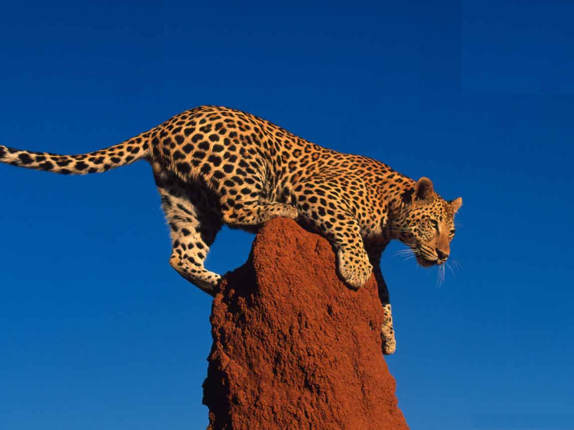 Avenger blog: Leopard Pictures