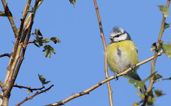 flying goldcrest birds non wanstead chiffchaff croft whitethroat grebe wagtail nick success grey young