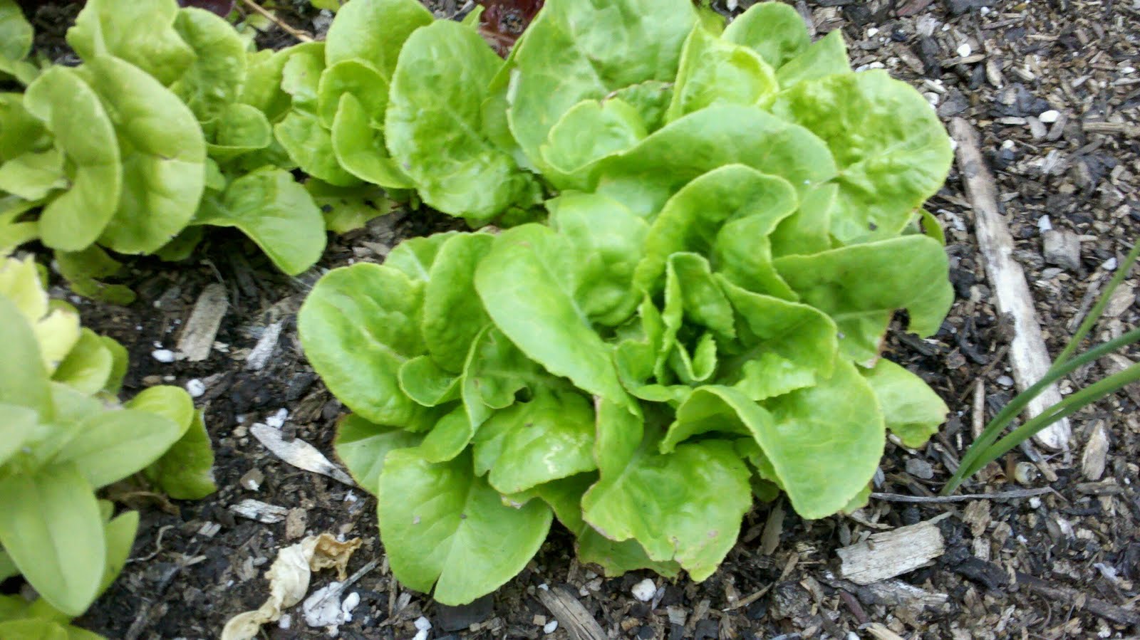 Jenn's Gardening Spot A Container Garden Journey...It's Seed GROW time