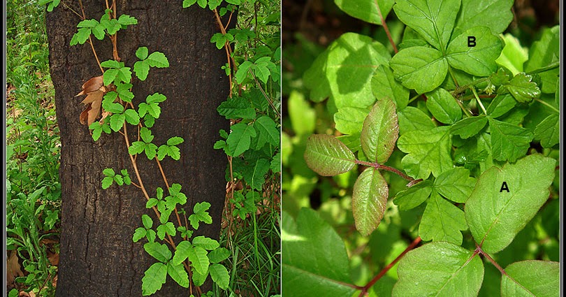 Bicycle Product News and Cycling Events for Billings: Poison Oak - A ...