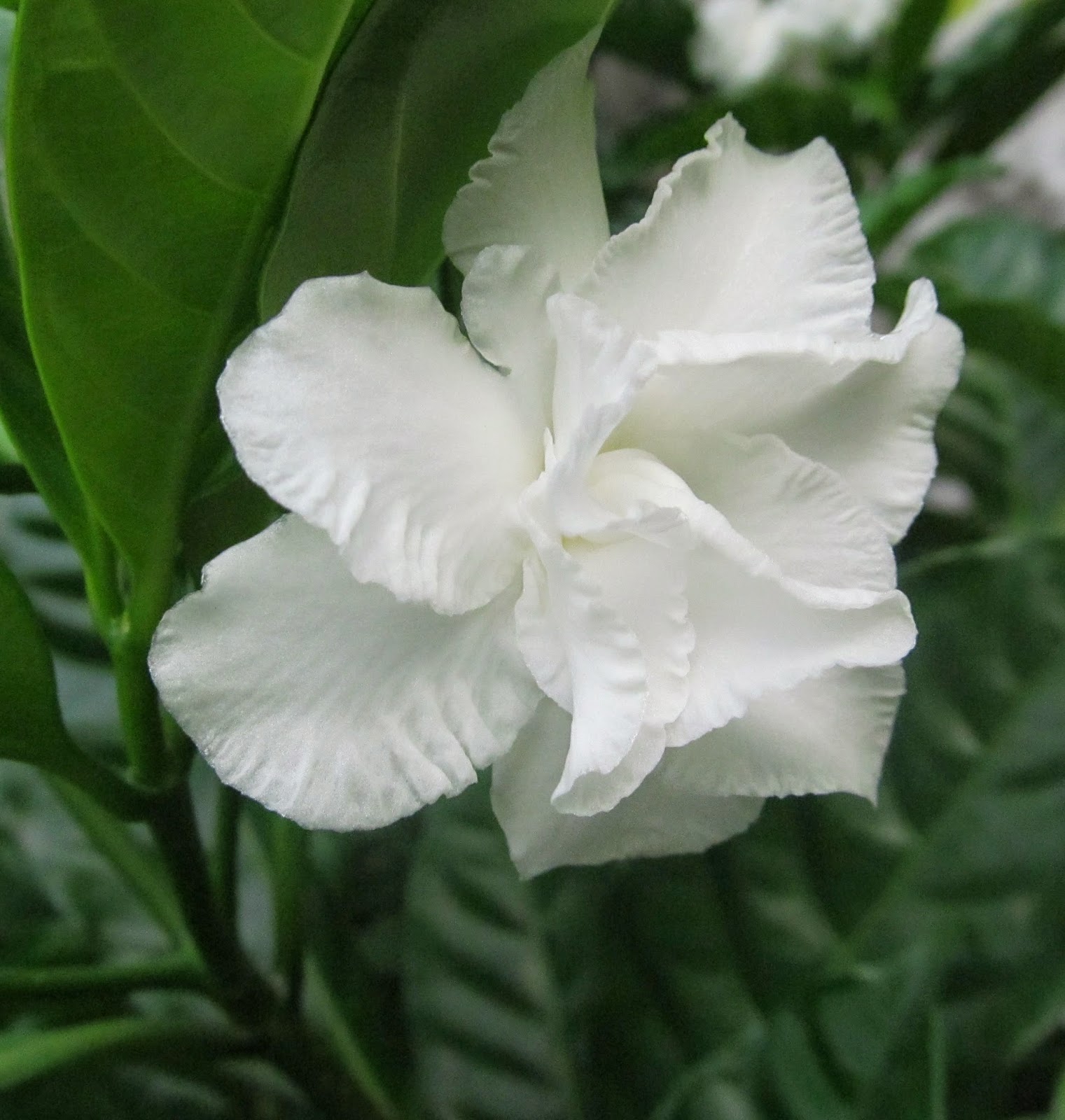 NATURAL & UNIQUE PHOTOGRAPHY TAGAR FLOWER , RANGAN FLOWER , AZUCENA