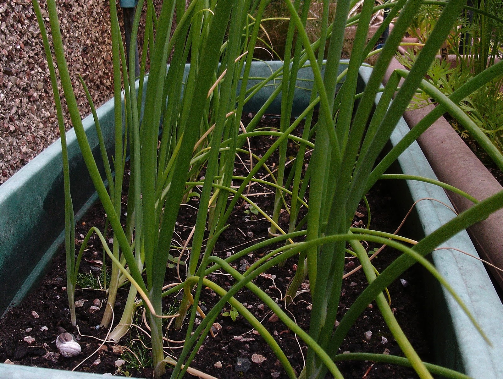 The Green Fingered Blog What food can I grow in containers?