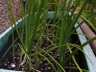 Spring onions growing in containers