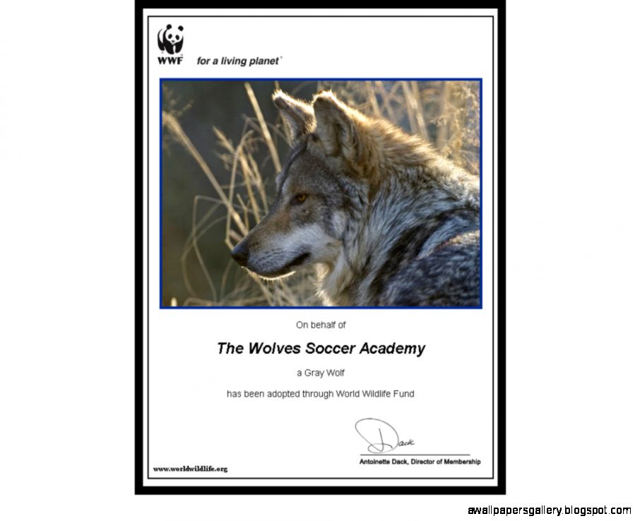 Wolves Mascot – World Wildlife Fund Adoption  The Wolves Soccer