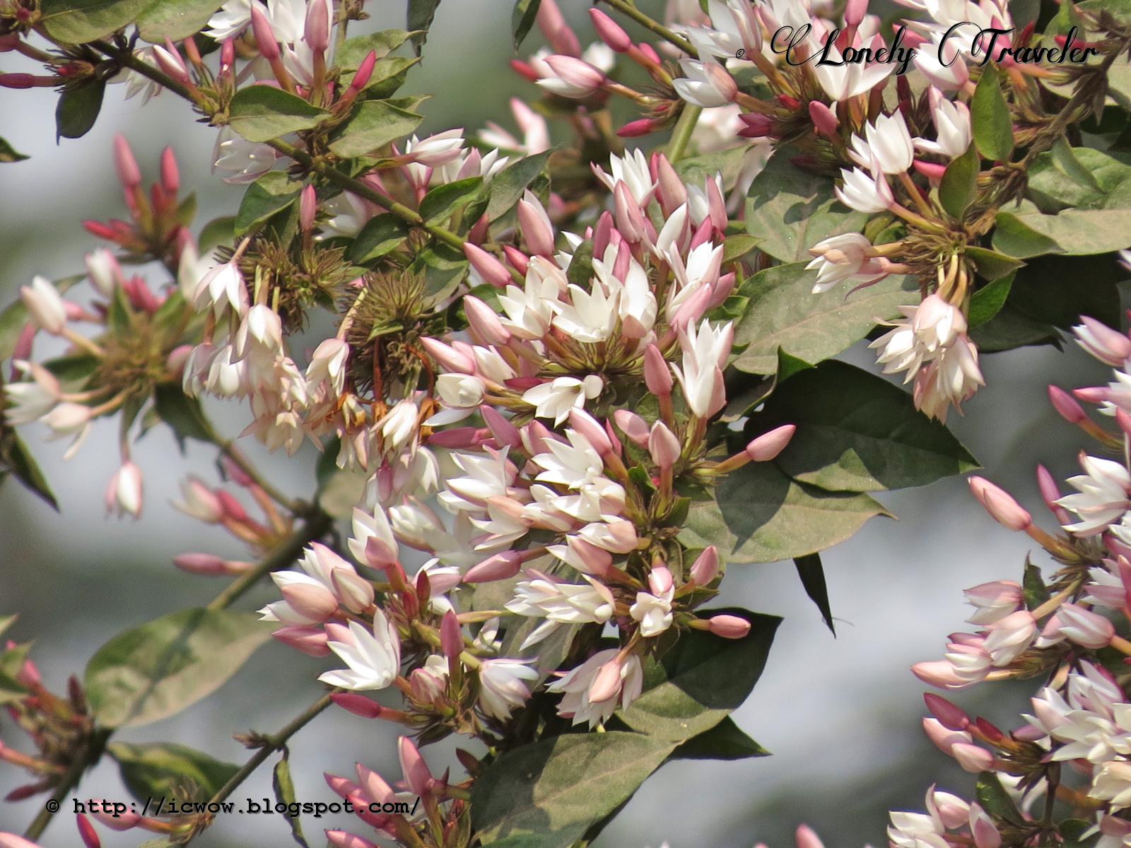 Indian jasmine Jasminum multiflorum